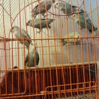 کوتوله و عروس هلندی