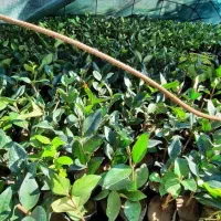 یاس هلندی|گل و گیاه طبیعی|کلاچای, |دیوار