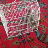 قفس سهره|لوازم جانبی حیوانات|اسلامآباد غرب, |دیوار