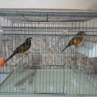 سهره