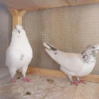 جفت نرو ماده تیر ماهی