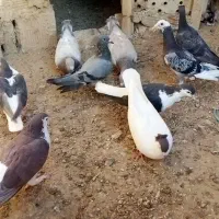 پرنده|پرنده|طبس, |دیوار