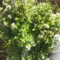 آویشن|عمده‌فروشی|کامیاران, |دیوار