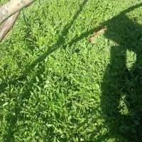 تولکی گوجه