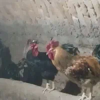 فروش خروس