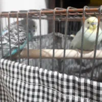 یک جفت پرنده مرغ عشق|پرنده|تهران, افسریه شمالی|دیوار