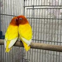 جفت مولد طوطی برزیلی اوپلاین لوتینو کمیاب