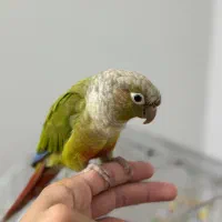 طوطی گرینچیک|پرنده|تهران, جوادیه تهرانپارس|دیوار