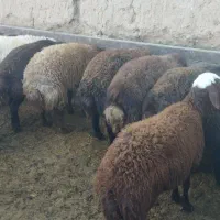 بره نرچاق|حیوانات مزرعه|قائن, |دیوار