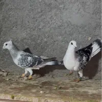 تعدادی حیوون پرشی و جفتگاه