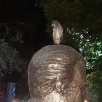 مرغ مینا گمشده|پرنده|قزوین, |دیوار