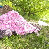 گل محمدی عیار بالای شهربار