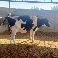 ۳راس گاو آبستن ۸ماهه و۲راس گوساله شیری|حیوانات مزرعه|جره و بالاده, |دیوار