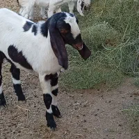 7 بزغاله پاکستانی بزرگ نژاد شیرا دوقلو زا|حیوانات مزرعه|مشهد, هفده شهریور|دیوار