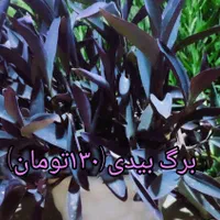 گل های طبیعی زیبا و با طراوت|گل و گیاه طبیعی|قرچک, مهدیه|دیوار