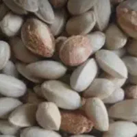 خرید پسته رو آبی و کور