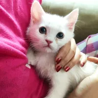 بریتیش نر سه ماهه