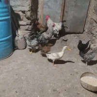 مرغ و خروس و جوجه|حیوانات مزرعه|سروآباد, |دیوار