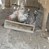 تخم نطفه دار گلین طوسی و خال دار|حیوانات مزرعه|مشهد, موسوی قوچانی|دیوار