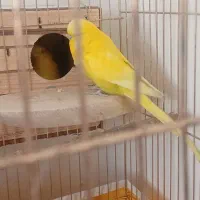 مرغ عشق انگلیسی|پرنده|فردیس, داوری|دیوار