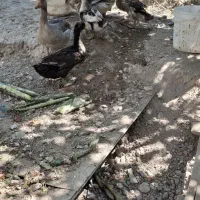 اردک