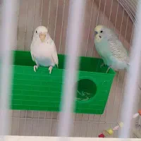 عروس هلندی|پرنده|کرمانشاه, |دیوار