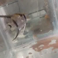 ماهی و آکواریوم|ماهی|دزفول, |دیوار