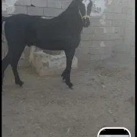 مشکی واکسی
