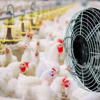 تجهیزات مرغداری