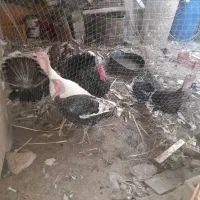 بوقلمون|حیوانات مزرعه|خرمشهر, |دیوار