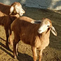 یک جفت دوقلو لوله گوش