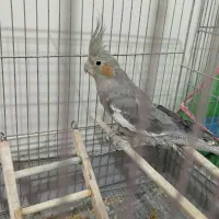 طوطی عروس|پرنده|نظرآباد, حسین‌آباد|دیوار