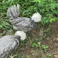 هشت مرغ و خروس با هم