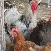 مرغ و خروس ابریشمی و برهما بالغ|حیوانات مزرعه|تهران, ائمه اطهار|دیوار