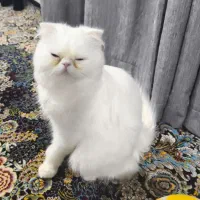 گربه اسکاتیش پرشین .صورت تخت گوش کوتاه. سفید
