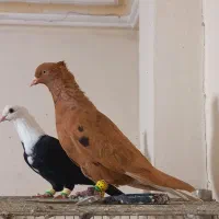 دم‌سفید شامی دم‌سفید زرد دم‌سفیدماده زاغ دمسفید