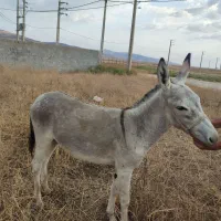 الاغ نر|حیوانات مزرعه|فراغی, |دیوار