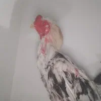 خروس لاری افغان