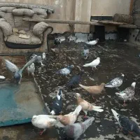 کفتر یا کبوتر
