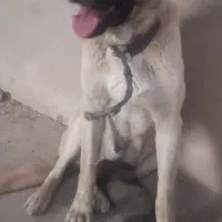سگ نگهبان