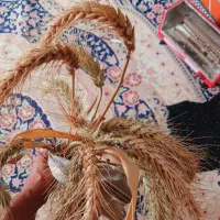 گندم اوکرینی