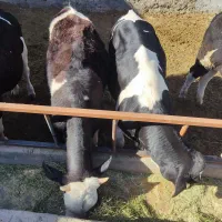 ۵ تا گوساله ۳۵۰ کیلو سیمینتال