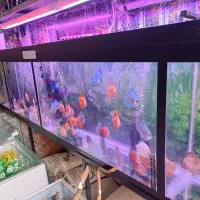 ماهی دیسکس|ماهی|اردبیل, |دیوار