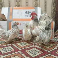 جوجه مینیاتوری جاپنیز رنگ خاص