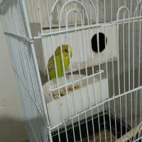 مرغ عشق