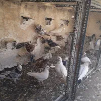 ده عدد کبوتر