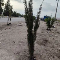 انواع نهال|خدمات باغبانی و درختکاری|سرپل ذهاب, |دیوار