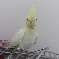 عروس  هلندی