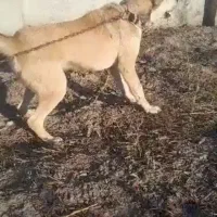 فروش سگ گله ای ونگهبان
