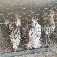 خروس گلین|حیوانات مزرعه|شاهینشهر, شهرک گلدیس|دیوار